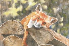 Lazy Fox