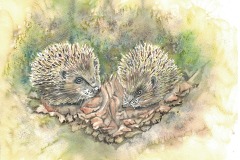 Hedgehogs