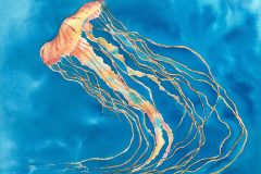 Jellyfish