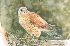 Kestrel