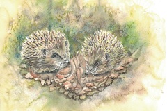 Hedgehogs