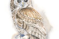 Tawny Owl