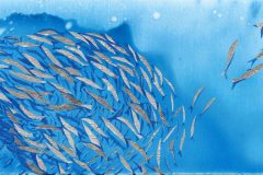 Flashing Fishes