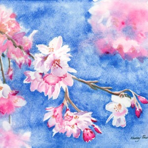 Cherry Blossom