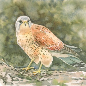 Kestrel