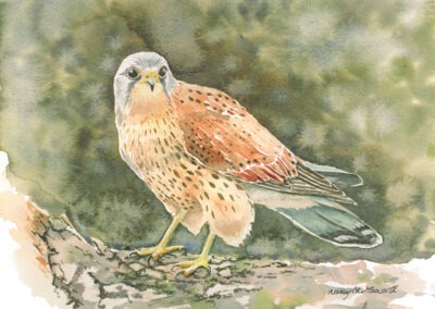 Kestrel