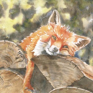 Lazy Fox