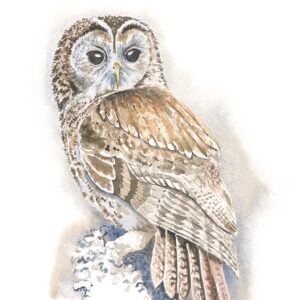 Tawny Owl